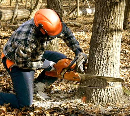 Tree Removal in Anawalt, WV